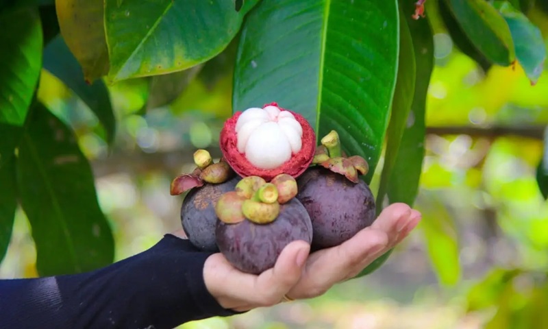 Tham quan vườn trái cây.