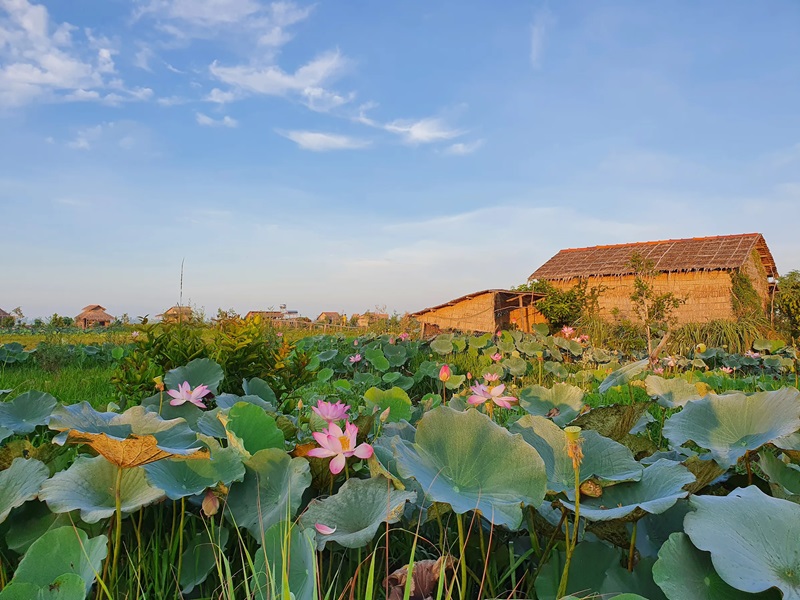 Việt Mekong Farmstay.