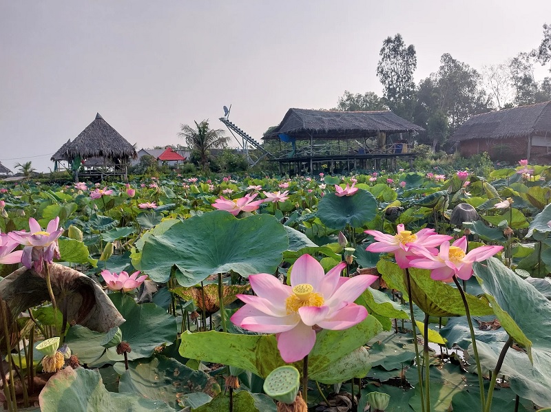 Khu du lịch sinh thái đồng sen Tháp Mười.